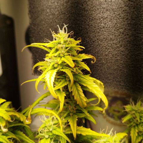 Blueberry Mazar Auto  growlog timeline photo