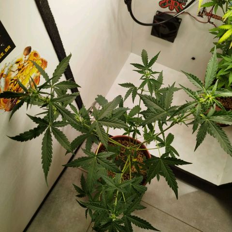 Gorilla Kush #3 growlog timeline photo