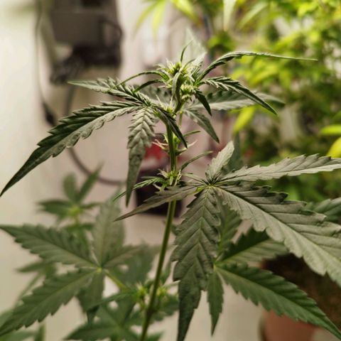 Gorilla Kush #3 growlog timeline photo
