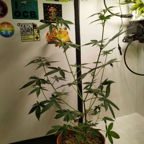 Gorilla Kush #3 growlog timeline photo