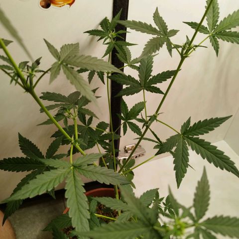 Gorilla Kush #3 growlog timeline photo