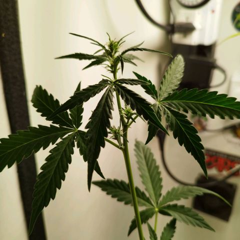 Gorilla Kush #3 growlog timeline photo
