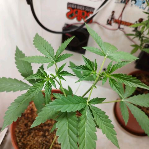 Gorilla Kush  #5 growlog timeline photo