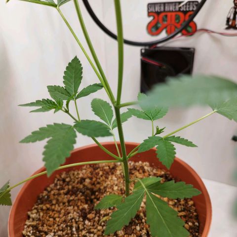 Gorilla Kush  #5 growlog timeline photo