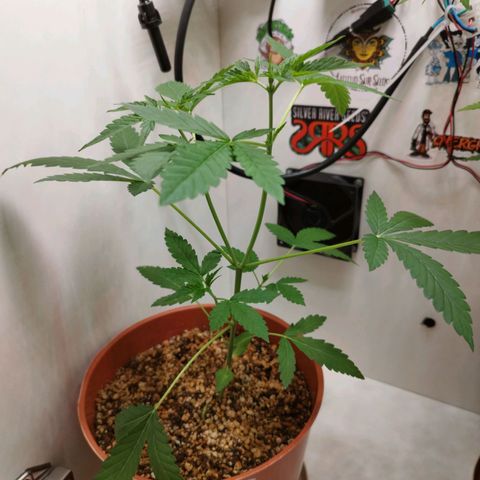 Gorilla Kush  #5 growlog timeline photo