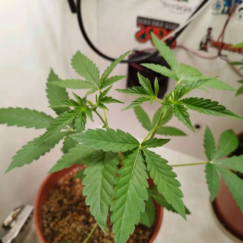 Gorilla Kush  #5 growlog timeline photo
