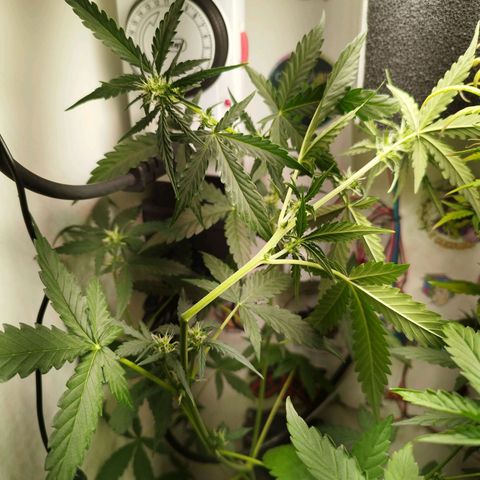 Gorilla Kush #3 growlog timeline photo