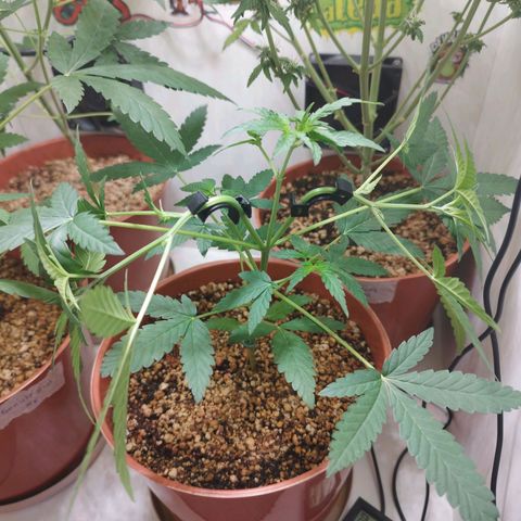 Gorilla Kush  #4 growlog timeline photo