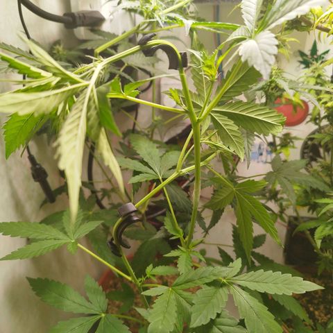 Gorilla Kush  #5 growlog timeline photo