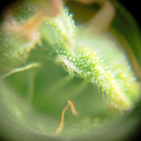 Blueberry Mazar Auto  growlog timeline photo