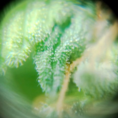 Blueberry Mazar Auto  growlog timeline photo