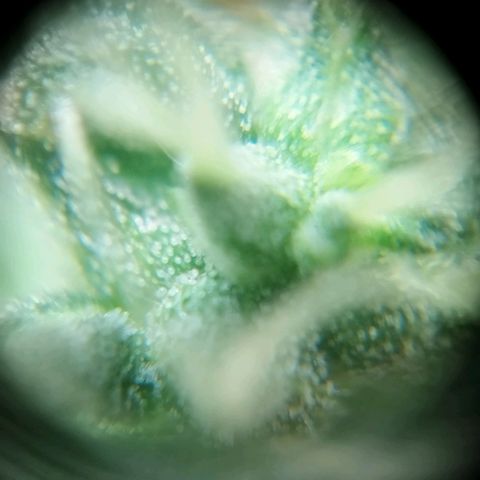 Blueberry Mazar Auto  growlog timeline photo