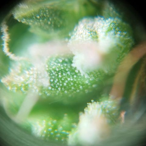 Blueberry Mazar Auto  growlog timeline photo