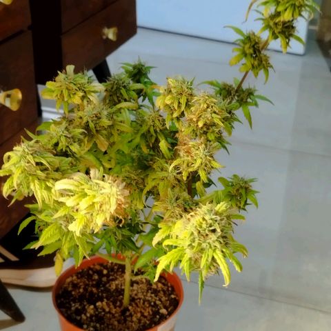 Blueberry Mazar Auto  growlog timeline photo