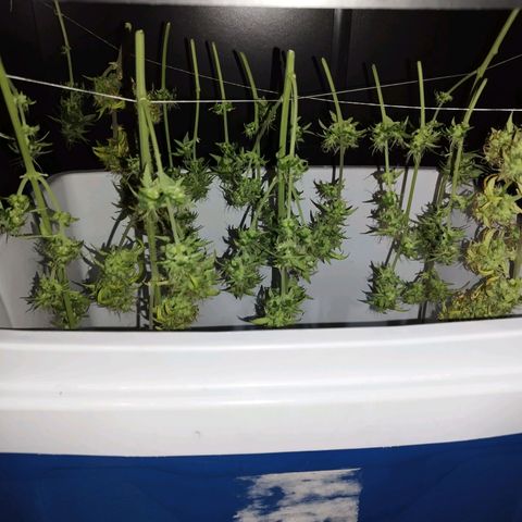 Blueberry Mazar Auto  growlog timeline photo
