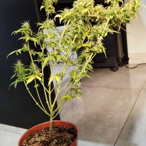 Blueberry Mazar Auto  growlog timeline photo
