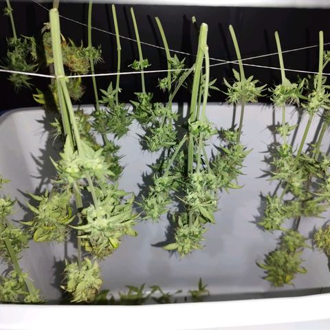 Blueberry Mazar Auto  growlog timeline photo