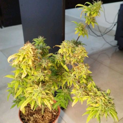 Blueberry Mazar Auto  growlog timeline photo