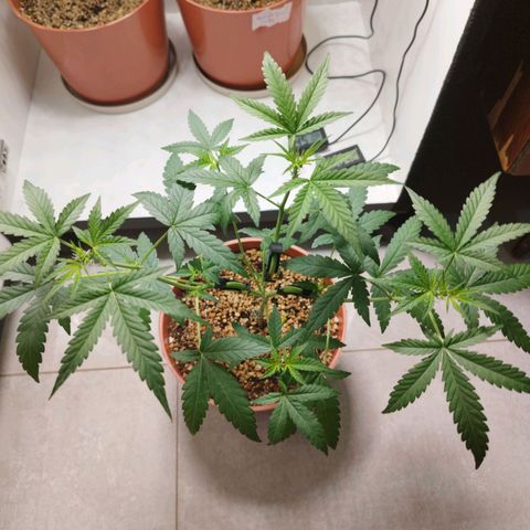 Gorilla Kush  #4 growlog timeline photo