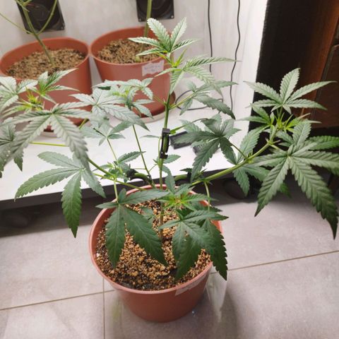 Gorilla Kush  #4 growlog timeline photo