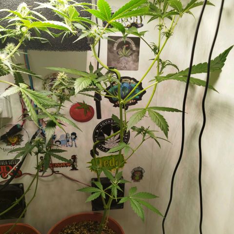 Gorilla Kush  #5 growlog timeline photo