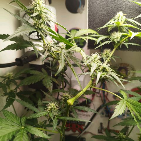 Gorilla Kush #3 growlog timeline photo