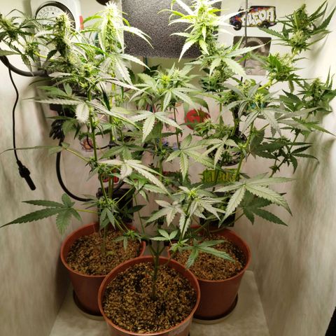 Gorilla Kush  #4 growlog timeline photo