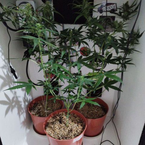 Gorilla Kush  #4 growlog timeline photo