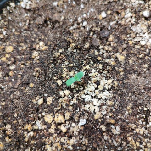 Green Crack Auto growlog timeline photo
