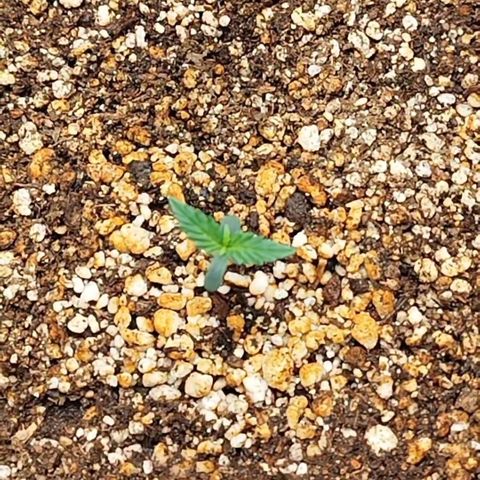 Auto Banana Blaze growlog timeline photo