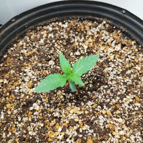 Green Crack Auto growlog timeline photo