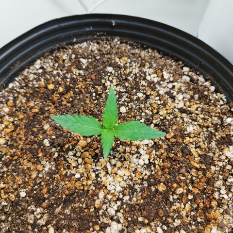 Auto Banana Blaze growlog timeline photo