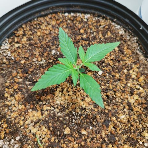Auto Banana Blaze growlog timeline photo