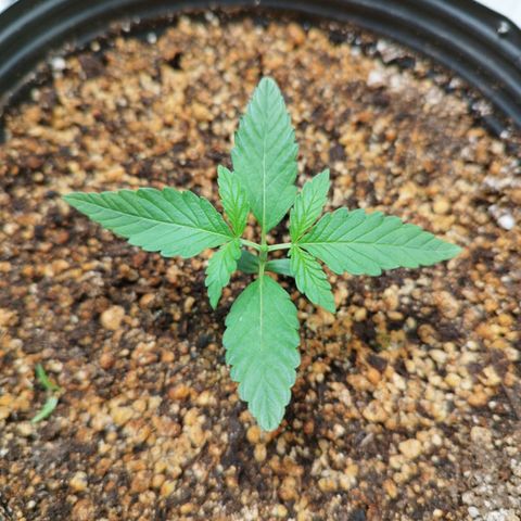 Green Crack Auto growlog timeline photo