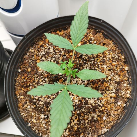 Green Crack Auto growlog timeline photo