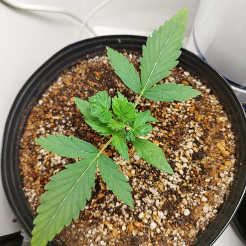 Auto Banana Blaze growlog timeline photo