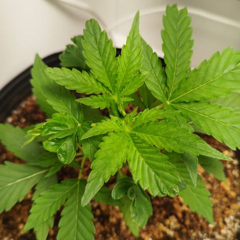 Auto Banana Blaze growlog timeline photo