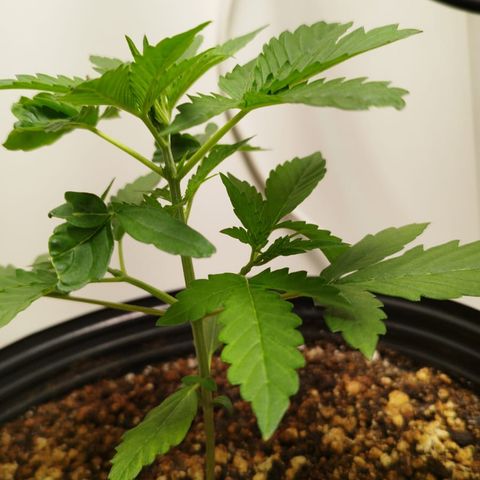 Auto Banana Blaze growlog timeline photo