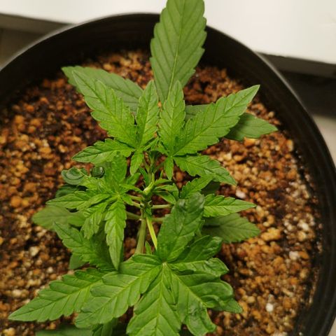 Green Crack Auto growlog timeline photo