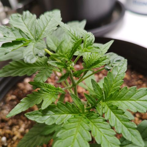 Green Crack Auto growlog timeline photo