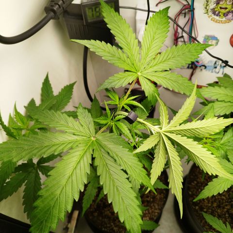 Auto Banana Blaze growlog timeline photo