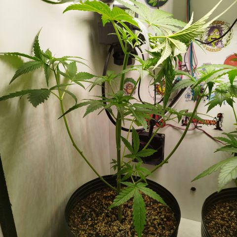 Auto Banana Blaze growlog timeline photo