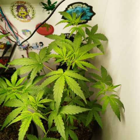Green Crack Auto growlog timeline photo
