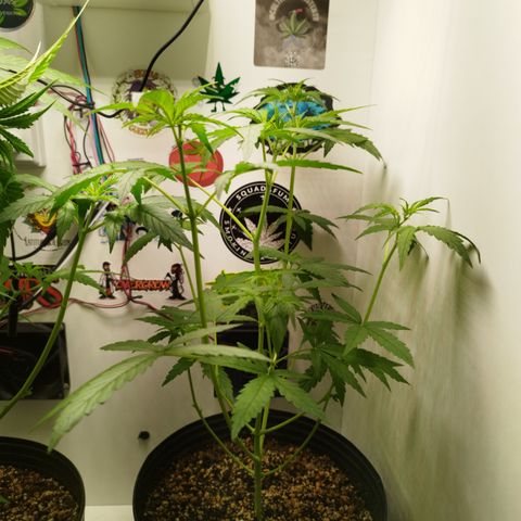 Green Crack Auto growlog timeline photo