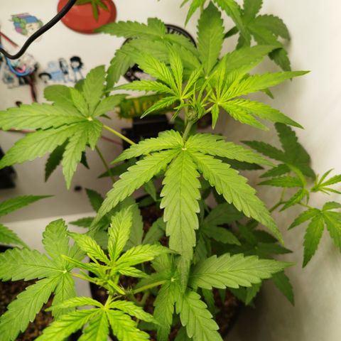 Green Crack Auto growlog timeline photo