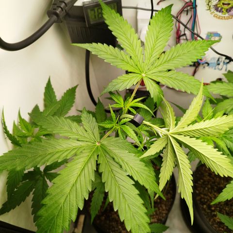 Auto Banana Blaze growlog timeline photo