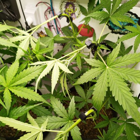 Green Crack Auto growlog timeline photo