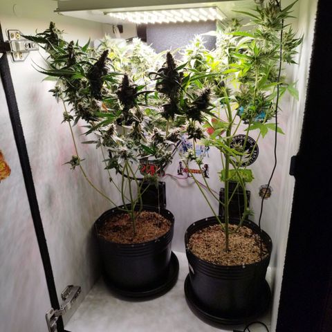Green Crack Auto growlog timeline photo