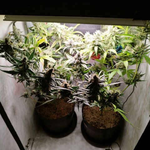 Green Crack Auto growlog timeline photo