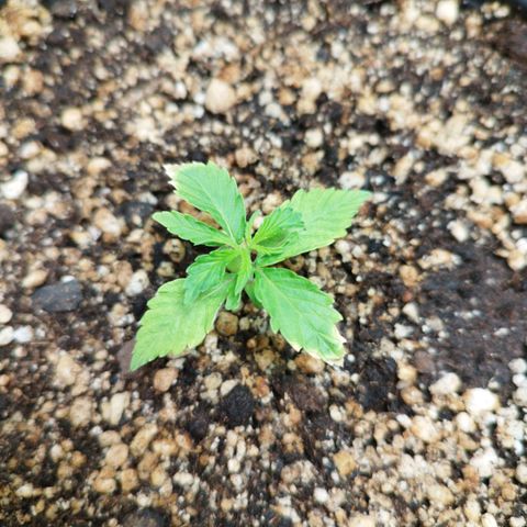 Widow White  growlog timeline photo